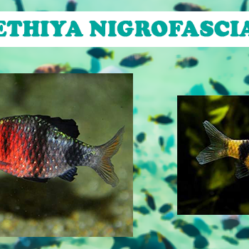 pethiya nigrofasciata