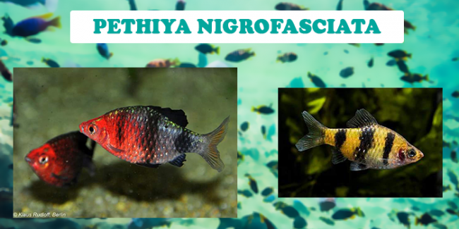 pethiya nigrofasciata