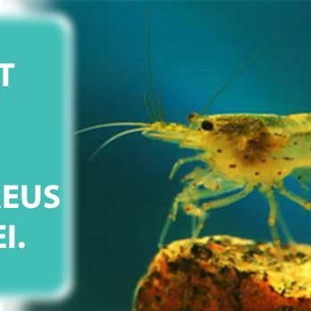 IGNORANT FACTORS ABOUT LITOPENAEUS VANNAMEI