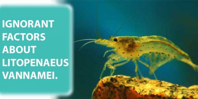 IGNORANT FACTORS ABOUT LITOPENAEUS VANNAMEI