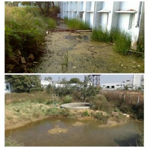 sewage water treatment and pisciculture