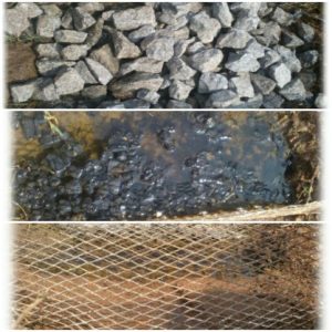 sewage water treatment and pisciculture