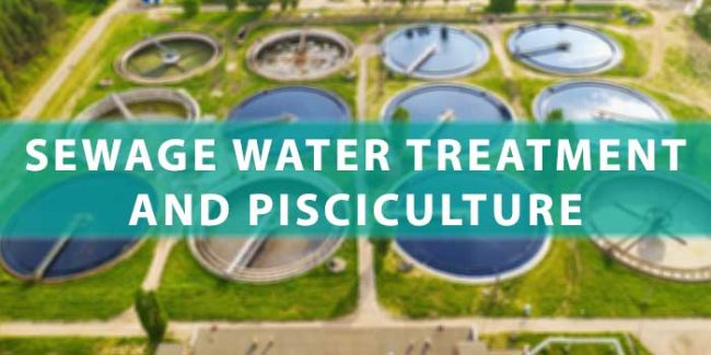 sewage water treatment and pisciculture