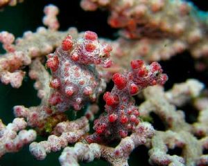 pygmy seahorse 