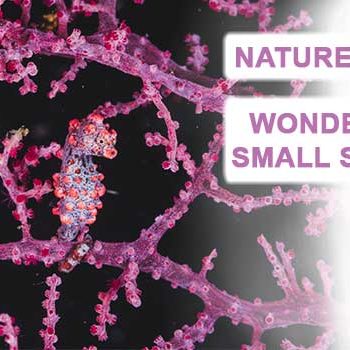nature's beauty: wonders of the small sea world