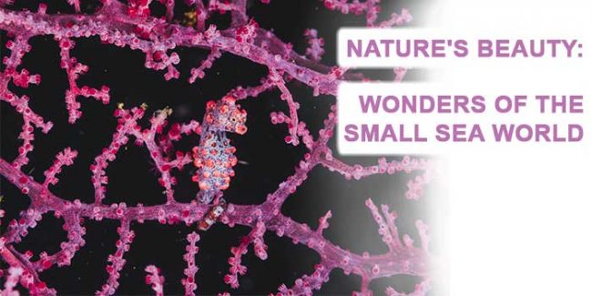 nature's beauty: wonders of the small sea world