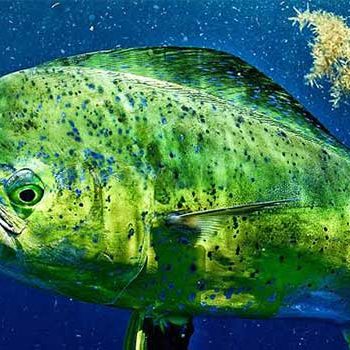 rabbit of ocean dolphin fish