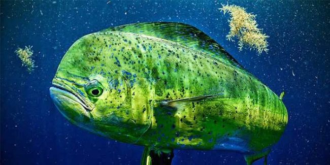 rabbit of ocean dolphin fish